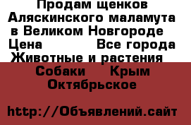 Продам щенков Аляскинского маламута в Великом Новгороде › Цена ­ 5 000 - Все города Животные и растения » Собаки   . Крым,Октябрьское